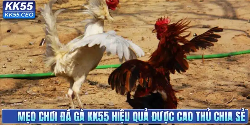 Mẹo chơi đá gà KK55 hiệu quả được cao thủ chia sẻ